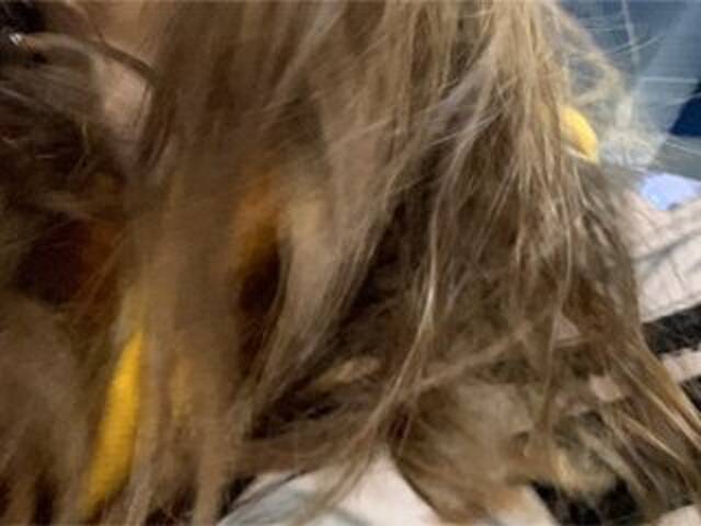 Capturas de pantalla de transmisión Eliness