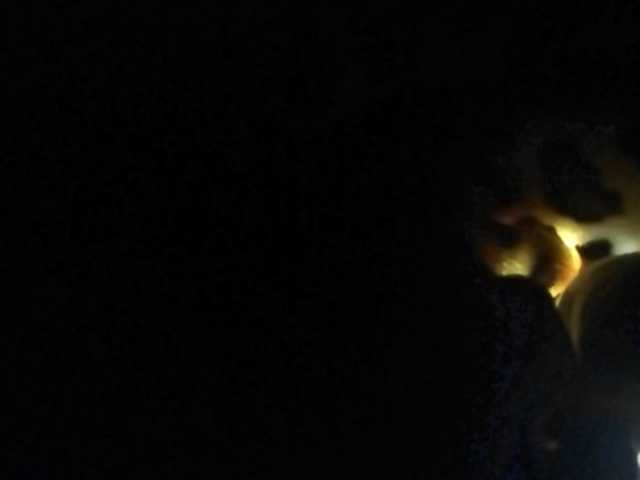 Capturas de pantalla de transmisión Dellis