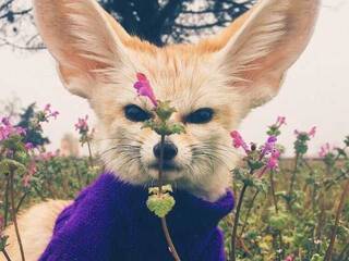 Chat de video erótico Anecka31