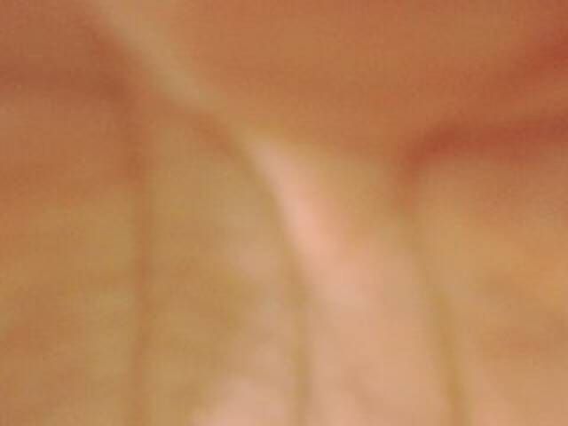 Capturas de pantalla de transmisión evabluexx