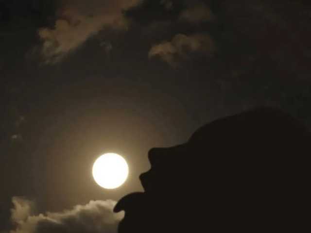 Foto del perfil FoxMink