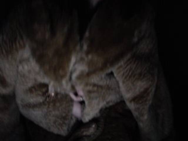 Capturas de pantalla de transmisión mila-ya