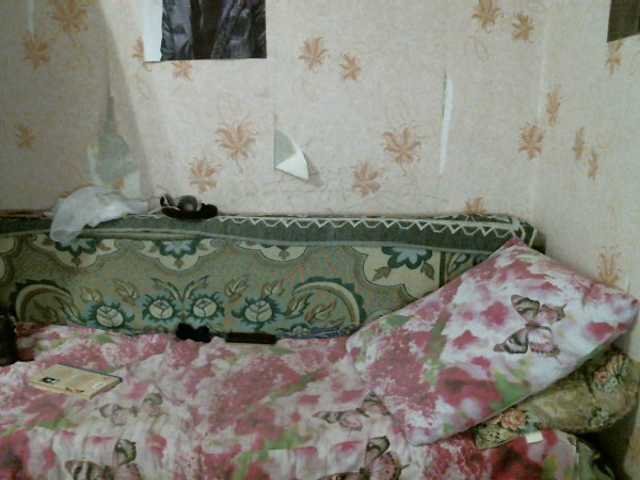 Capturas de pantalla de transmisión kar0linaa666