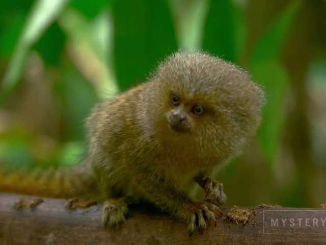 Capturas de pantalla de transmisión SweetElize