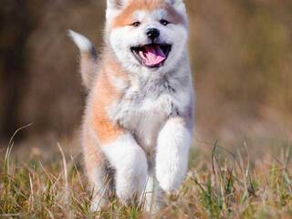 Chat de video erótico Val309a