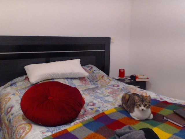 Capturas de pantalla de transmisión vanelatin